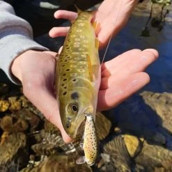 Leurre Dur Jerkbait Rapala Countdown 03 3cm 4g -Carphe Magasin 36763 b