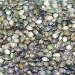 Graine Sèche Coup Active Baits Chenevis Amorcage